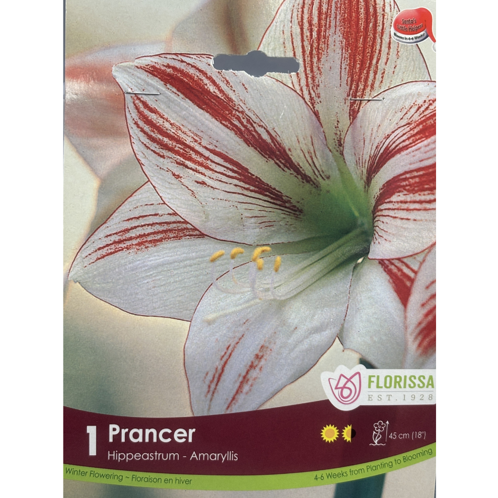 Amaryllis 'Prancer' Xmas Bloom 1/Pkg.