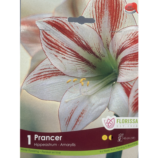 Amaryllis 'Prancer' Xmas Bloom 1/Pkg.
