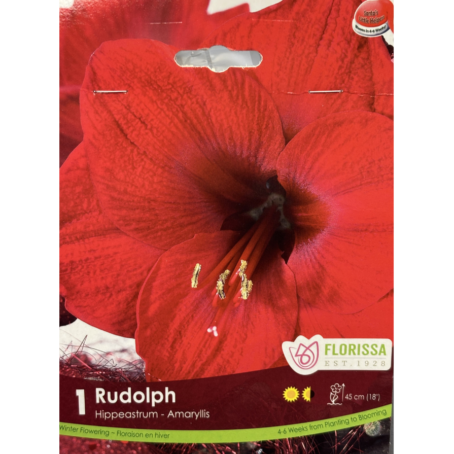 Amaryllis 'Rudolph' Xmas Bloom 1/Pkg.