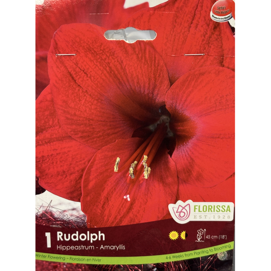 Amaryllis 'Rudolph' Xmas Bloom 1/Pkg.
