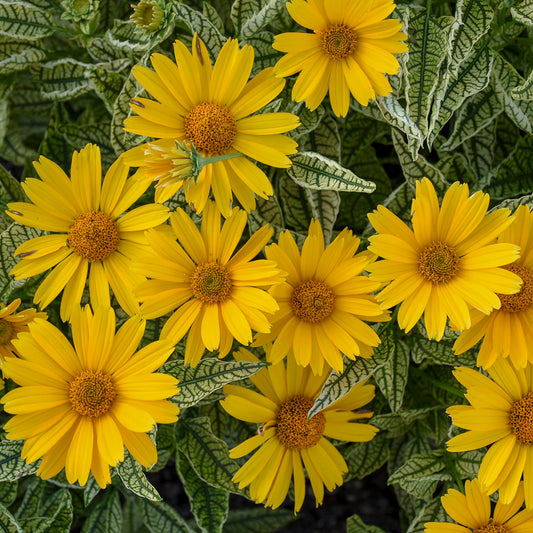 False Sunflower