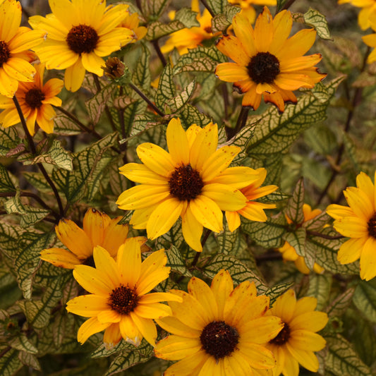 False Sunflower 'Touch of Blush'