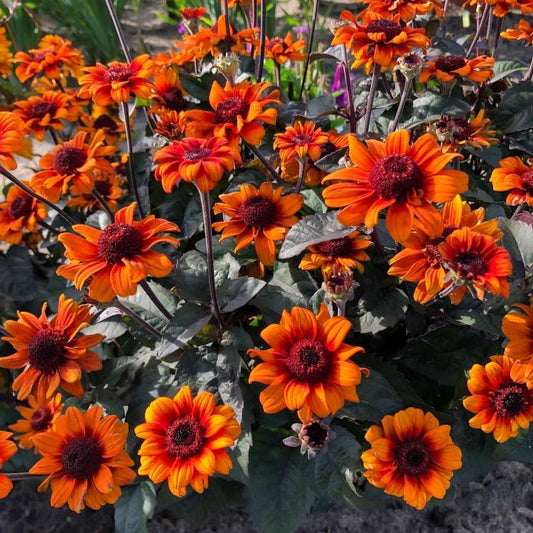 False Sunflower 'Luna Roja'
