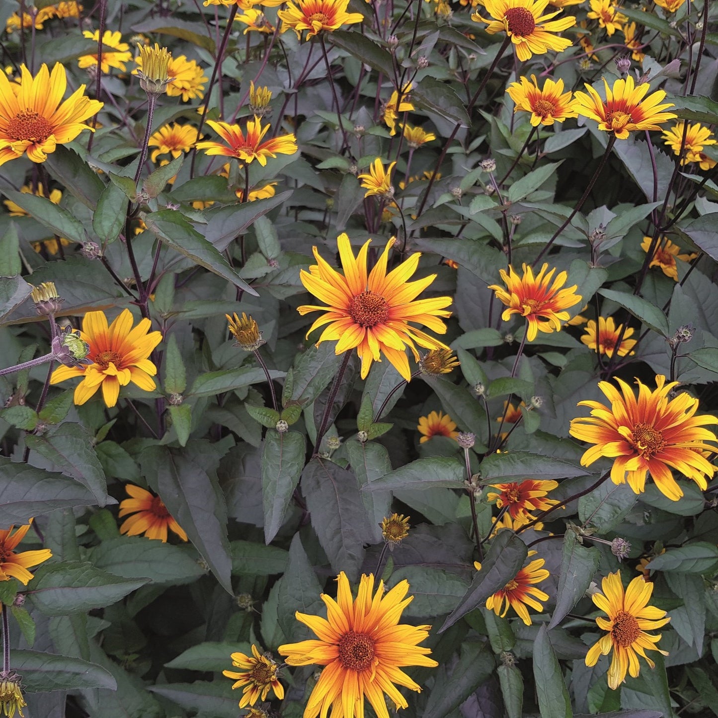 False Sunflower