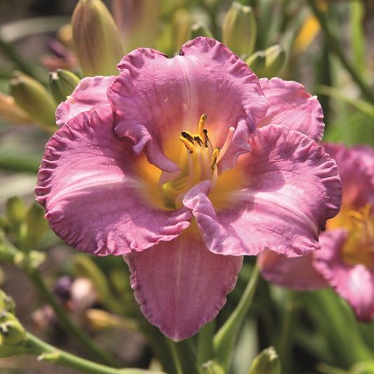 Re-Blooming Daylily 'Entrapment'