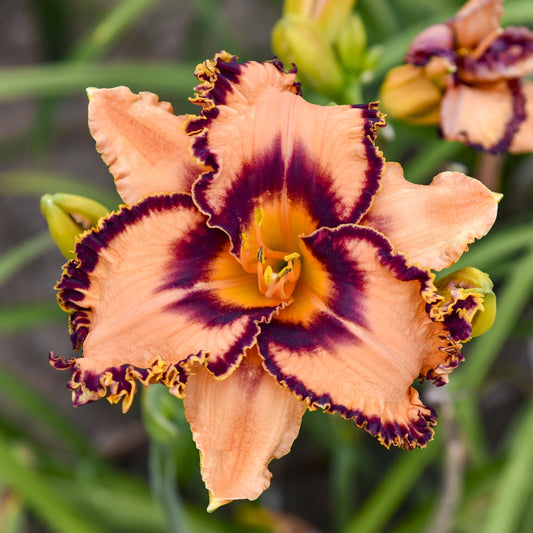 Daylily 'One Hit Wonder'