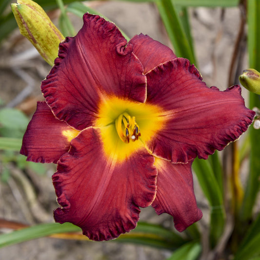 Daylily 'Another Brick in the Wall'