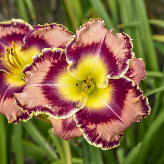 Daylily 'Momentary Bliss'