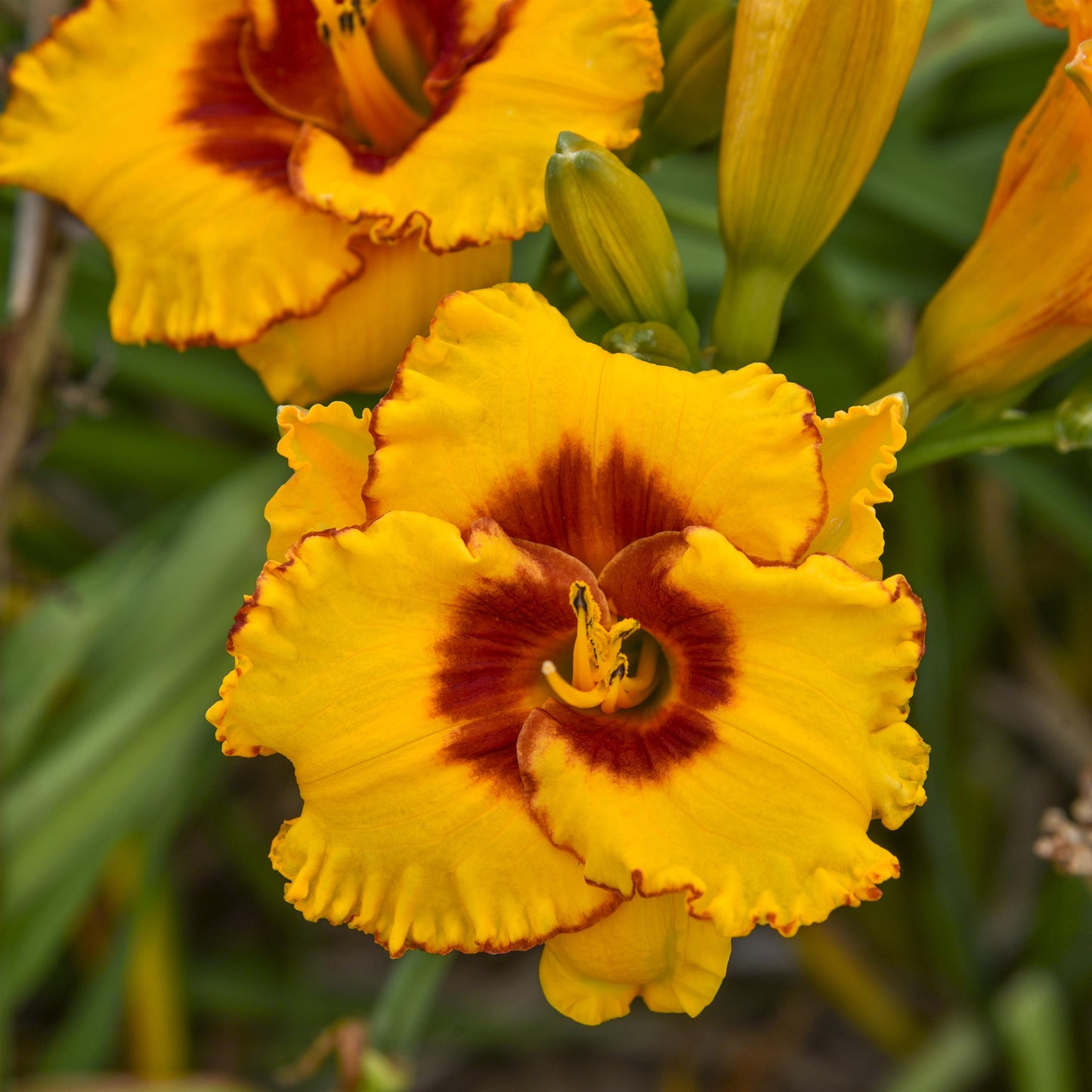 Daylily 'Pooh Bear'