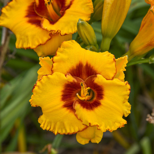 Daylily 'Pooh Bear'