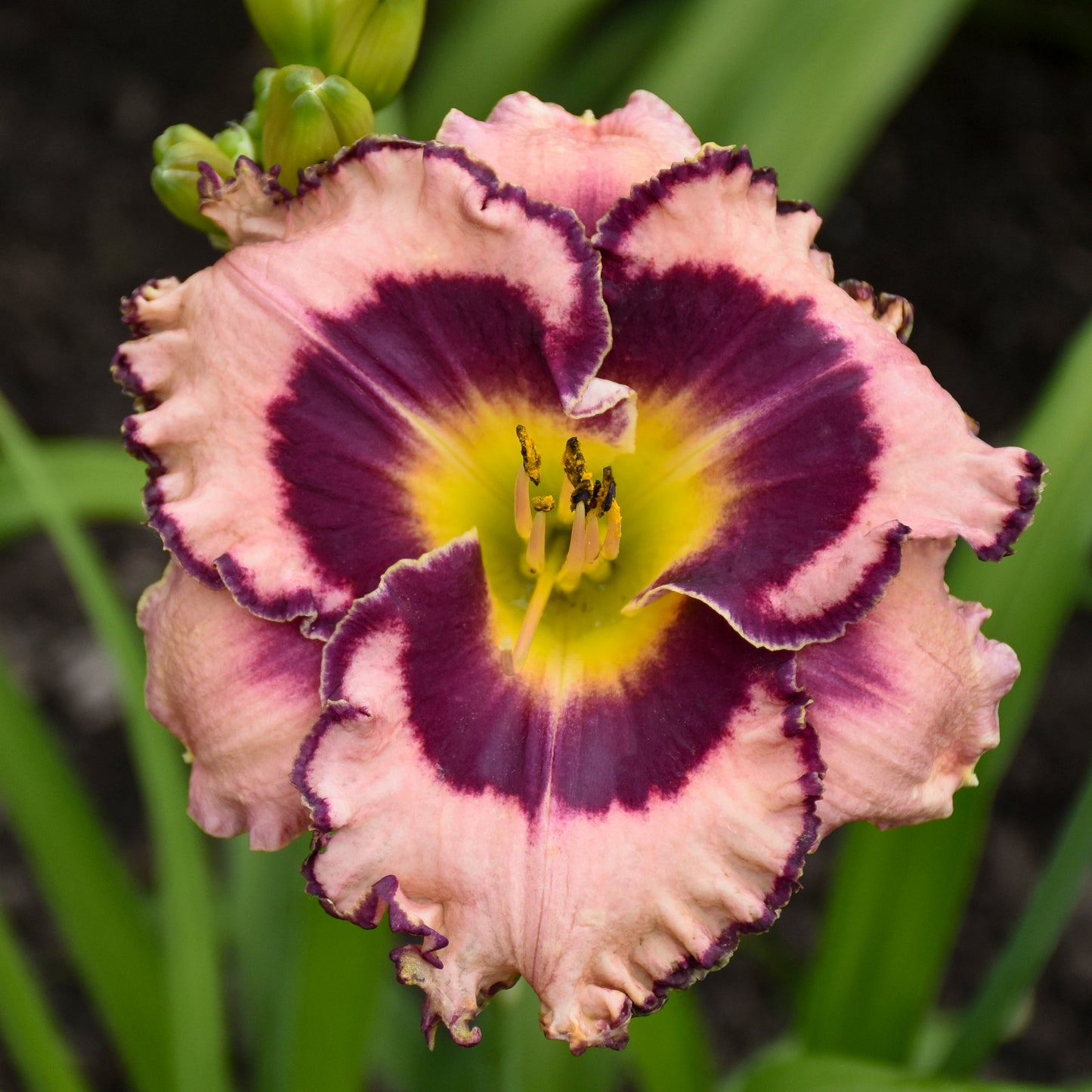 Daylily 'Rainbow Rhythm®'