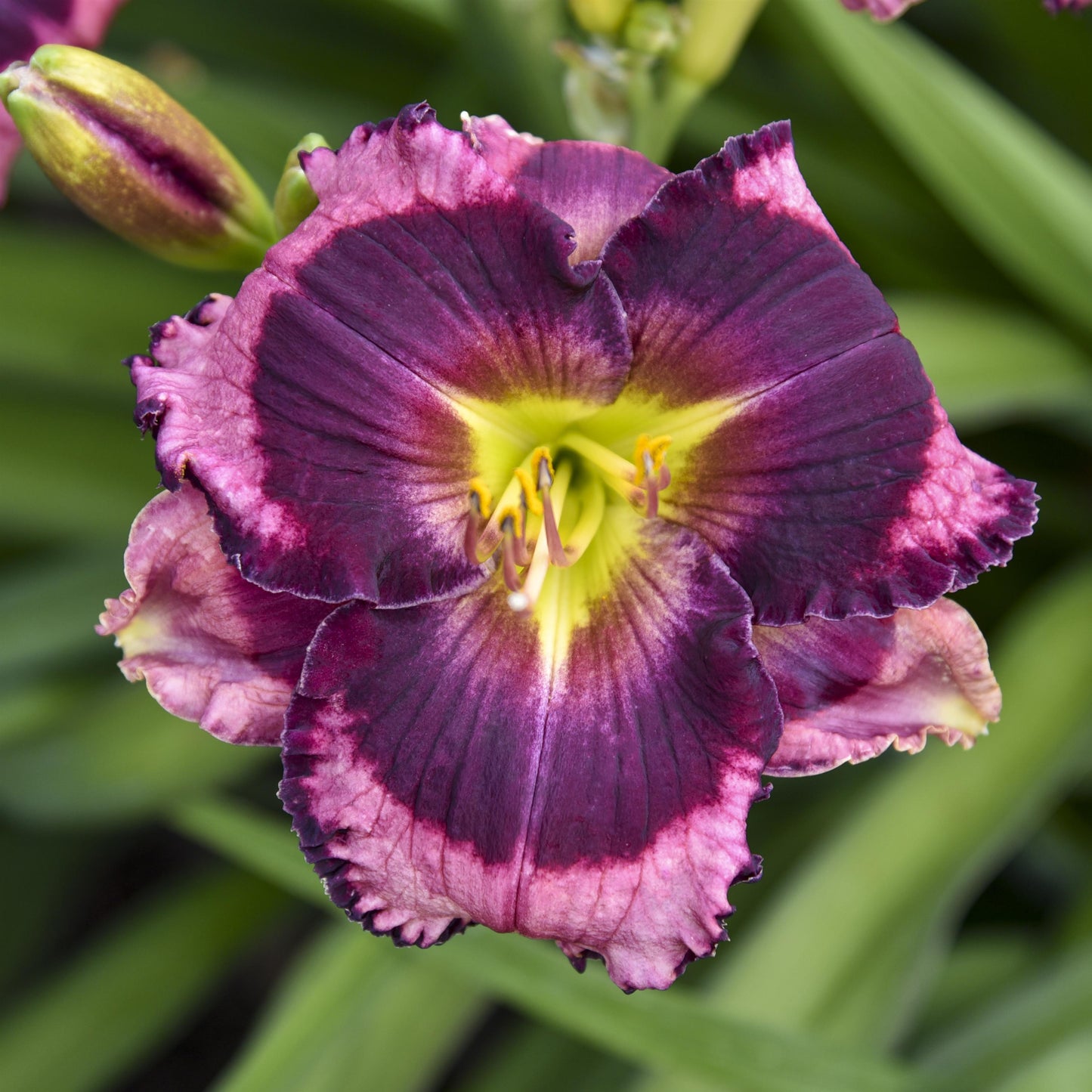 Daylily 'Rainbow Rhythm®'