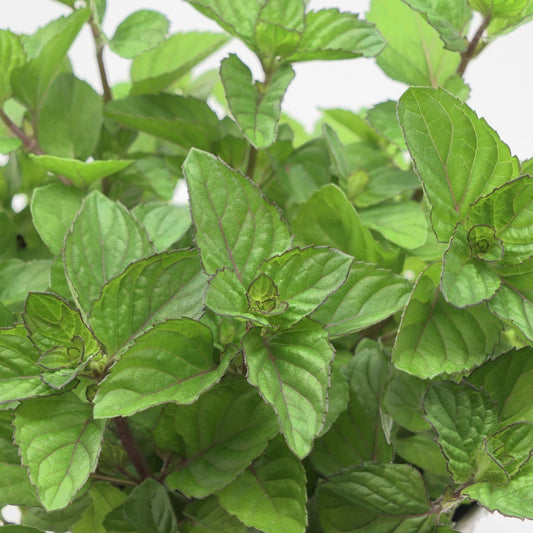 Mint 'Orange'