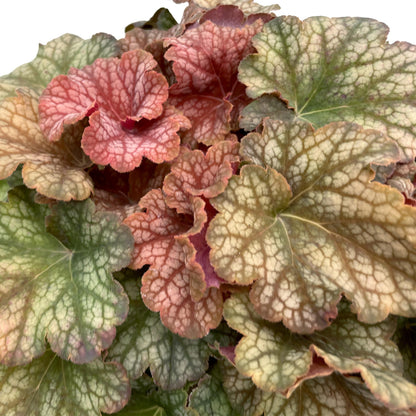 Coral Bells 'Changeling'