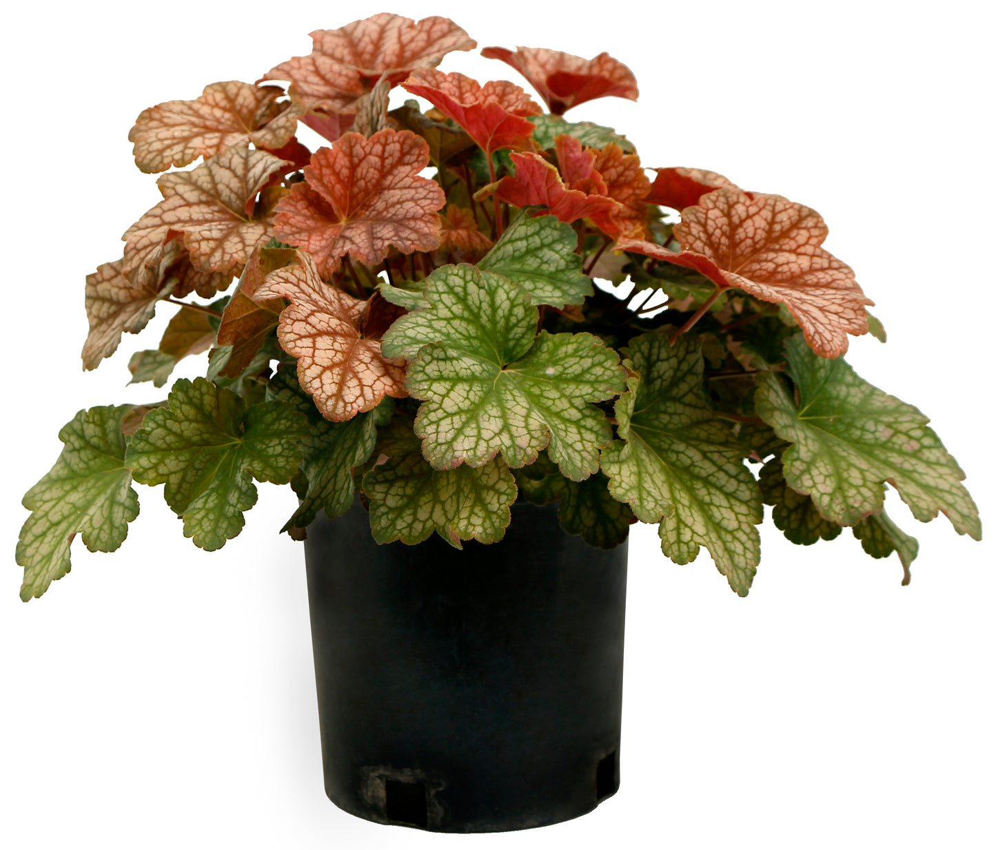 Coral Bells 'Changeling'