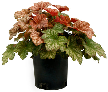 Coral Bells 'Changeling'