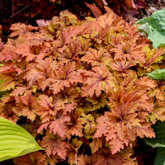 Foamy Bells ‘Copper King’