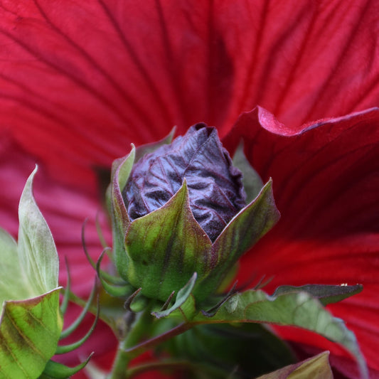 Hibiscus 'Blackberry Merlot'