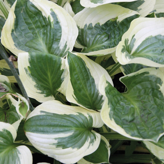 Hosta 'Brim Cup'