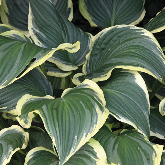 Hosta 'Yellow River'
