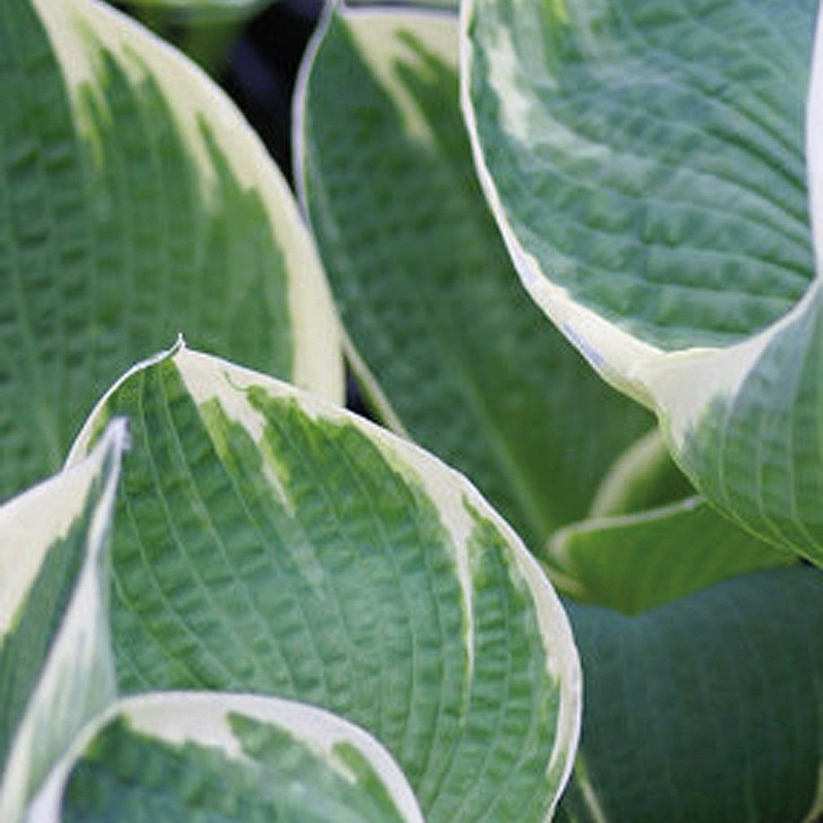 Hosta 'Barbara Ann'