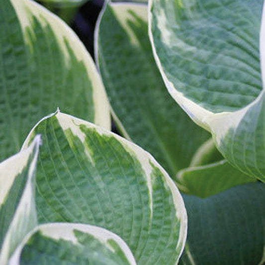 Hosta 'Barbara Ann'