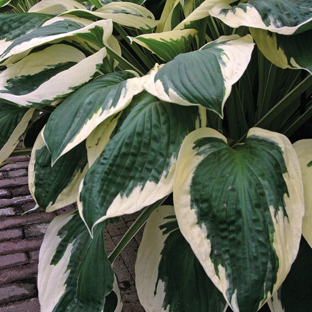 Hosta 'Minuteman'