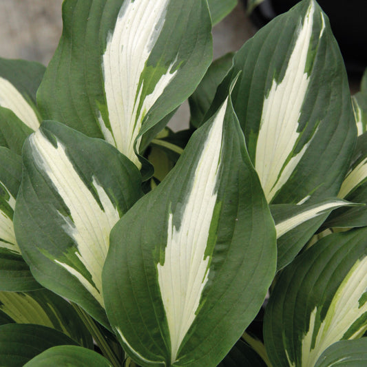 Hosta 'Night Before Christmas'