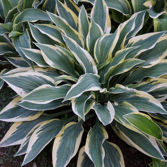 Hosta 'Bobcat'