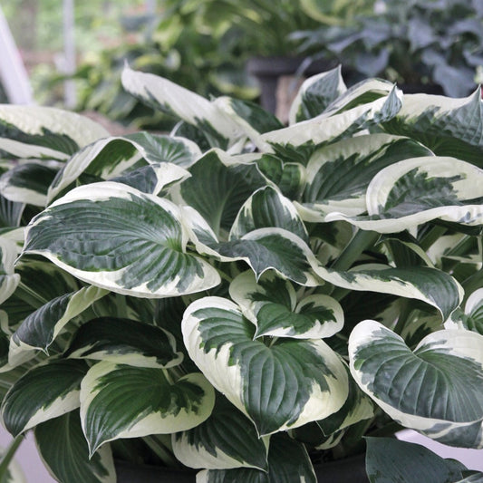 Hosta 'Patriot'
