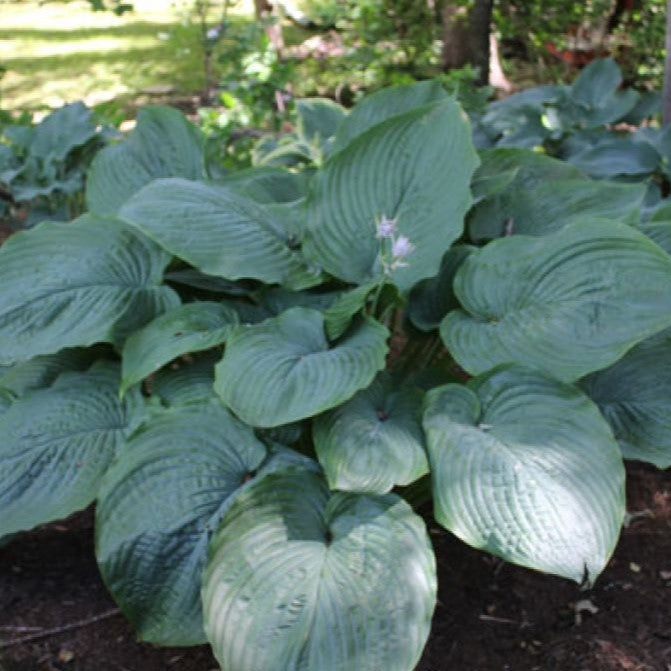 Hosta 'Shadowland®'