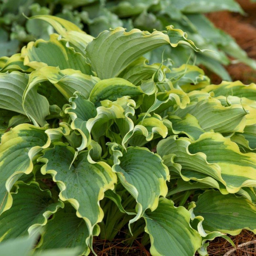 Hosta 'Shadowland®'
