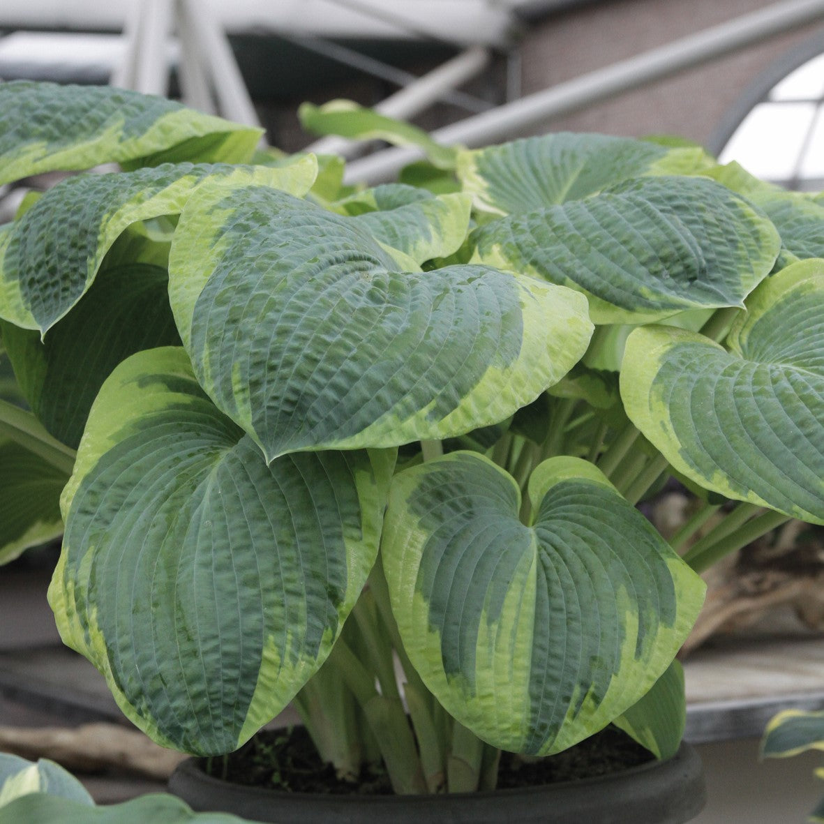 Hosta 'Frances Williams'