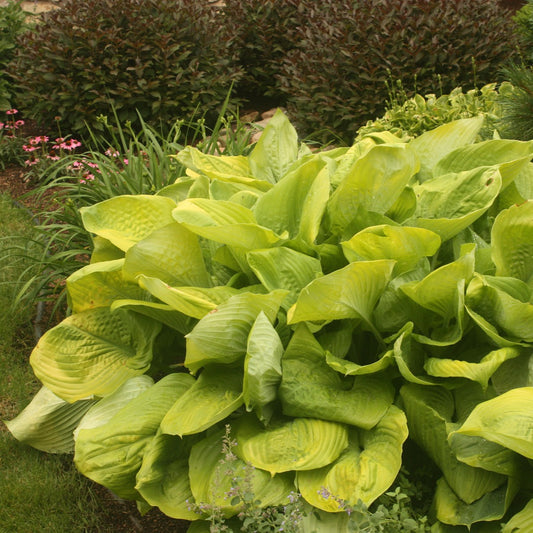 Hosta 'Sum And Substance'