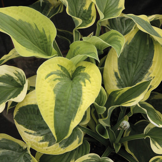 Hosta 'Wide Brim'