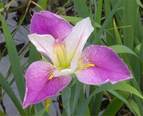 Water Iris 'Colorific'