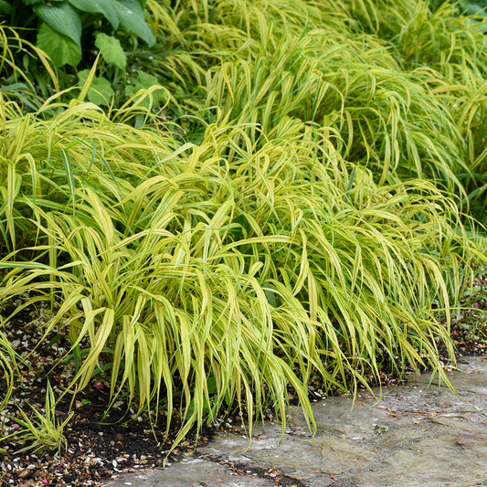 Hakone Grass