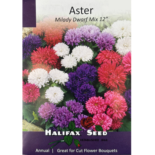 Halifax Seed Aster Milady Dwarf Mix Pkg.
