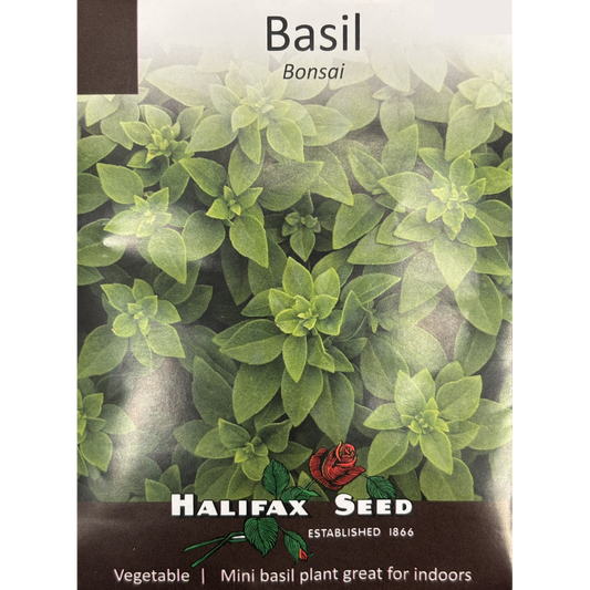 Halifax Herb Basil Bonsai