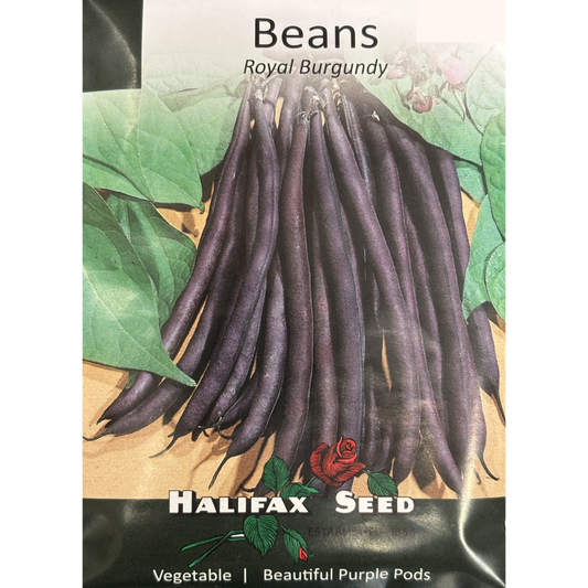 Halifax Seed Bean Royal Burgundy Pkg.