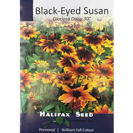 Halifax Seed Black-Eyed Susan Gloriosa Daisy 30"