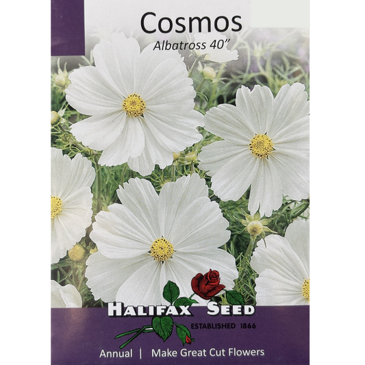 Halifax Seed Cosmos Albatross 40"