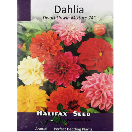 Halifax Seed Dahlia Dwarf Unwin Mixture 24"