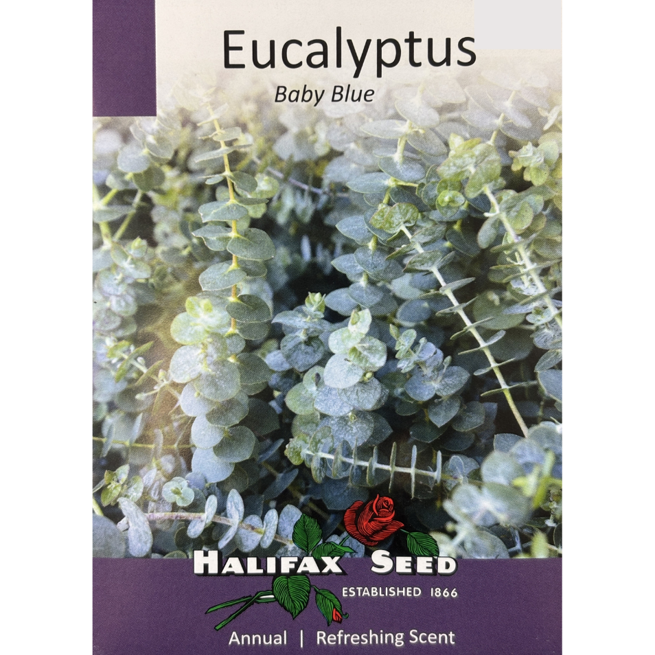 Halifax Seed Eucalyptus Baby Blue Pkg.