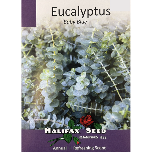 Halifax Seed Eucalyptus Baby Blue Pkg.