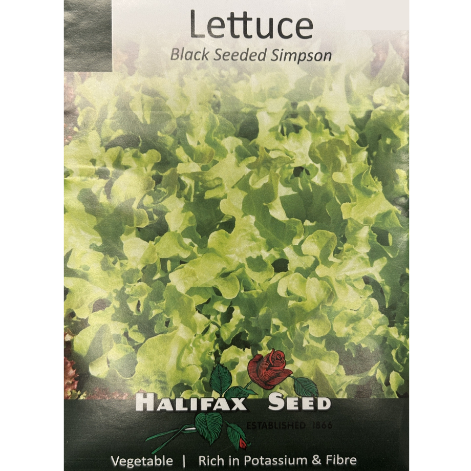 Halifax Seed Lettuce Black Seeded Simpson Pkg.