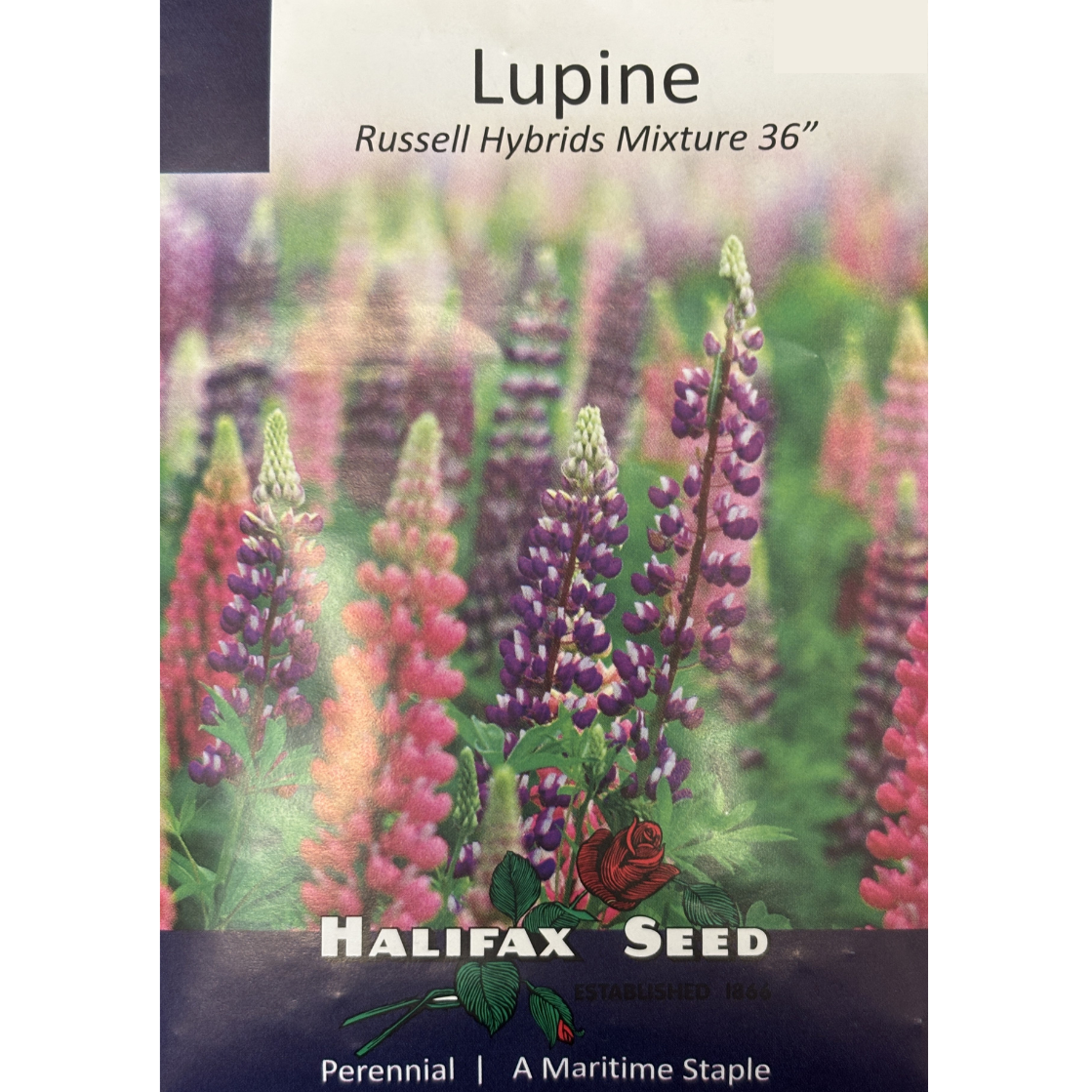 Halifax Seed Lupine Russell Hybrids Mixture Pkg.