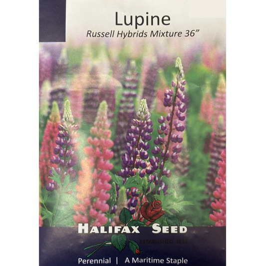 Halifax Seed Lupine Russell Hybrids Mixture Pkg.
