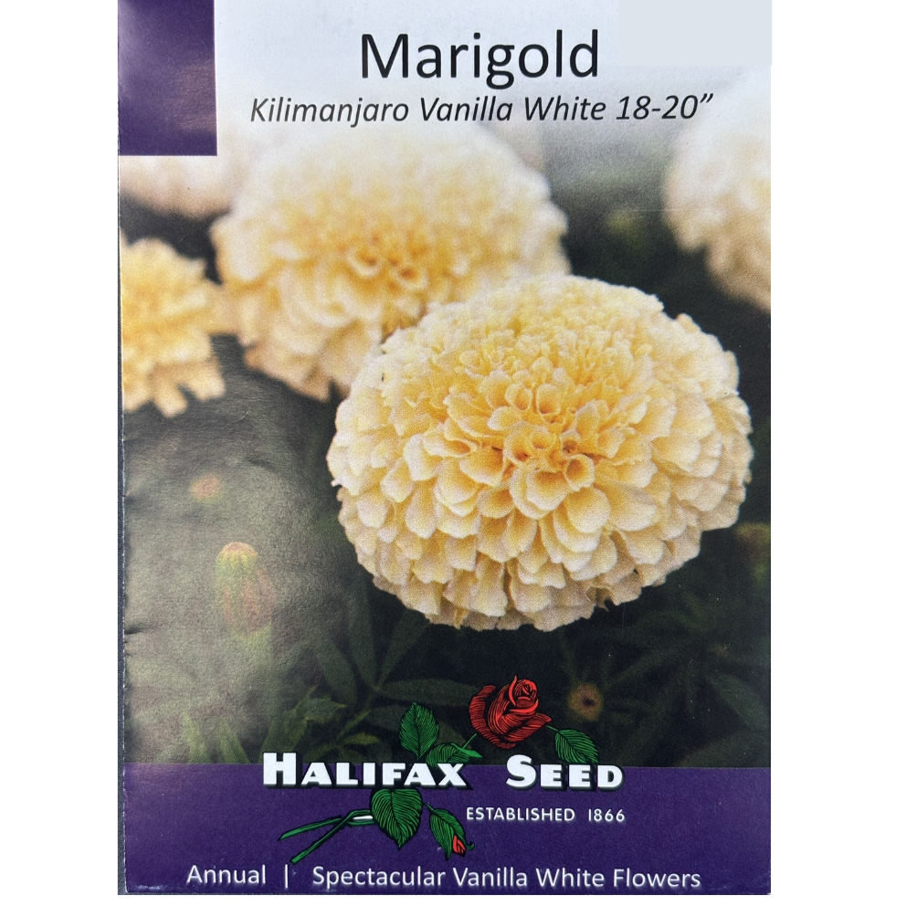 Halifax Seed Marigold Kilimanjaro Vanilla White Pkg.