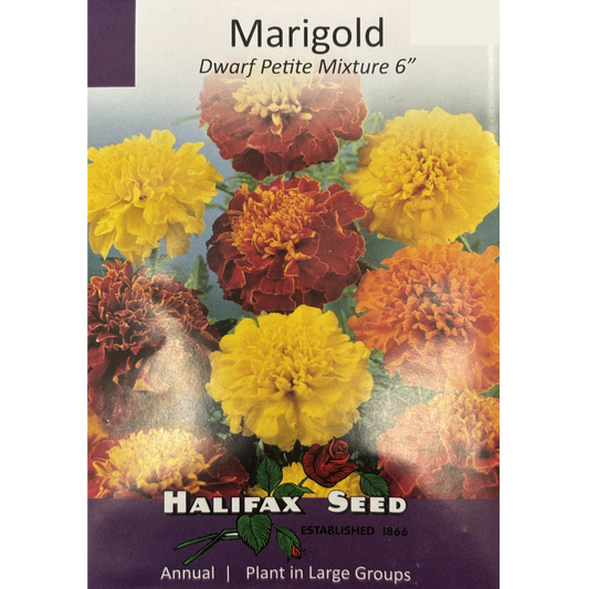 Halifax Seed Marigold Petite Mixture Dwarf Pkg.